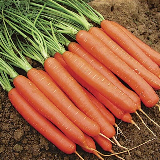 بذر هویج نارنجی هیبرید مجارستانی بسته 50 عددی