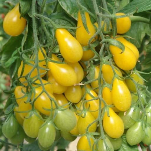 بذر گوجه فرنگی گلابی خوشه ای زرد بسته 10 عددی