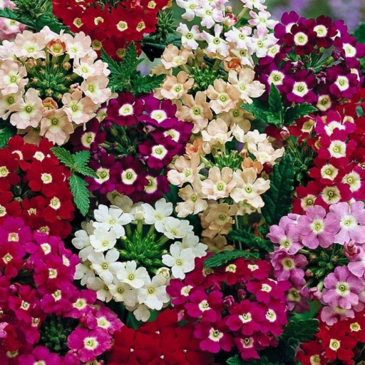 بذر گل شاهپسند گل درشت رنگارنگ آمریکایی بسته 10 عددی