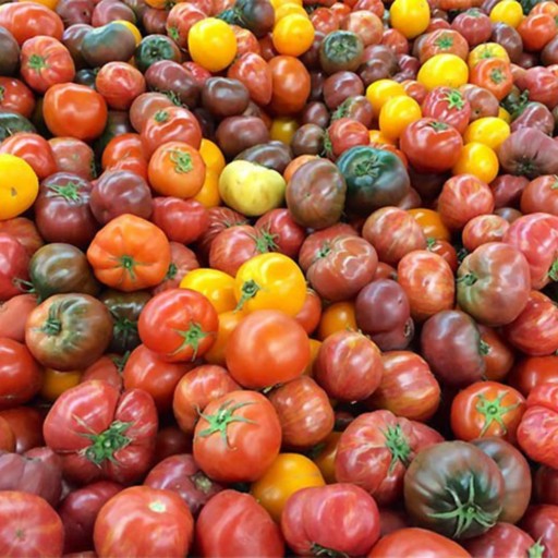 بذر گوجه فرنگی درشت میکس رنگارنگ آمریکایی بسته 50 عددی