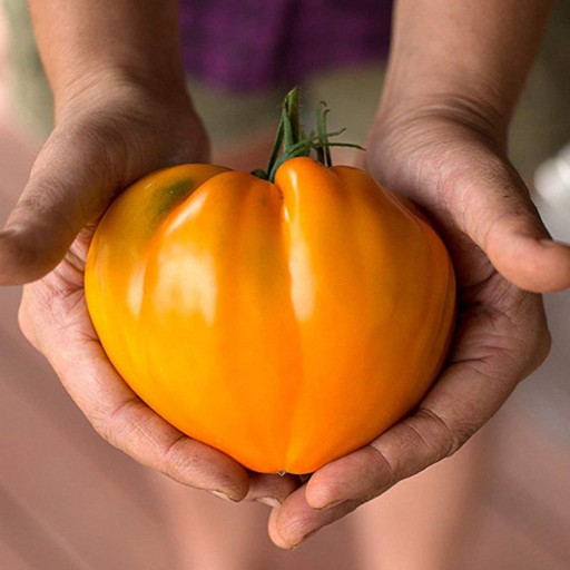 بذر گوجه فرنگی قلبی نارنجی آمریکایی بسته 10 عددی