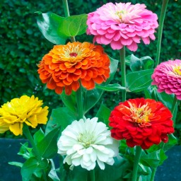 بذر گل آهار گل درشت رنگارنگ پامتوسط ایتالیایی بسته 30 عددی