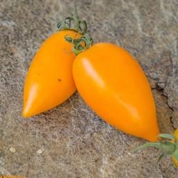 بذر گوجه فرنگی قندیل یخ پرتقالی اوکراینی بسته 10 عددی