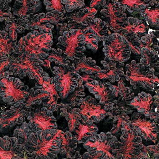بذر حسن یوسف اژدهای سیاه آمریکایی بسته 20 عددی