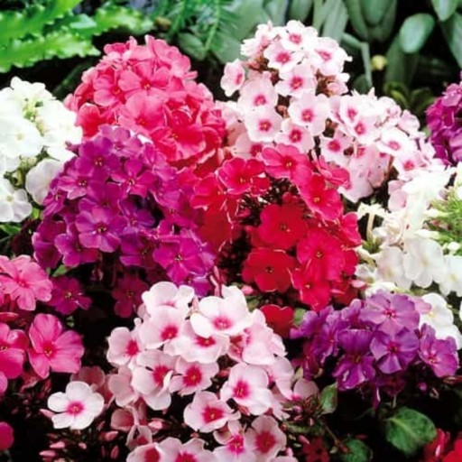 بذر گل فلوکس رنگارنگ آمریکایی بسته 30 عددی