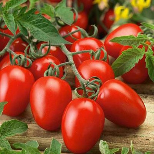بذر گوجه فرنگی کشیده روما بسته 30 تایی
