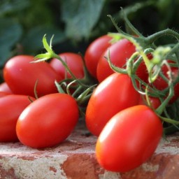بذر گوجه فرنگی سالوادور هیبرید دیررس فضای آزاد بسته 10 عددی