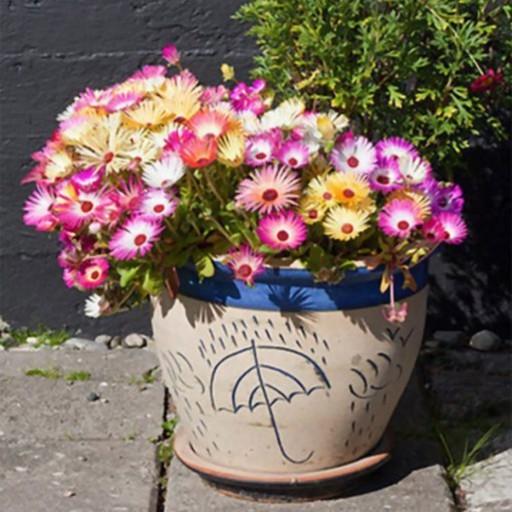 بذر گل ناز فرانسوی رنگارنگ پاکوتاه گلدانی بسته 250 عددی