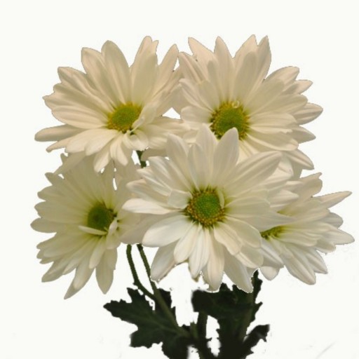 بذر گل داوودی سفید گل درشت آمریکایی بسته 30 عددی