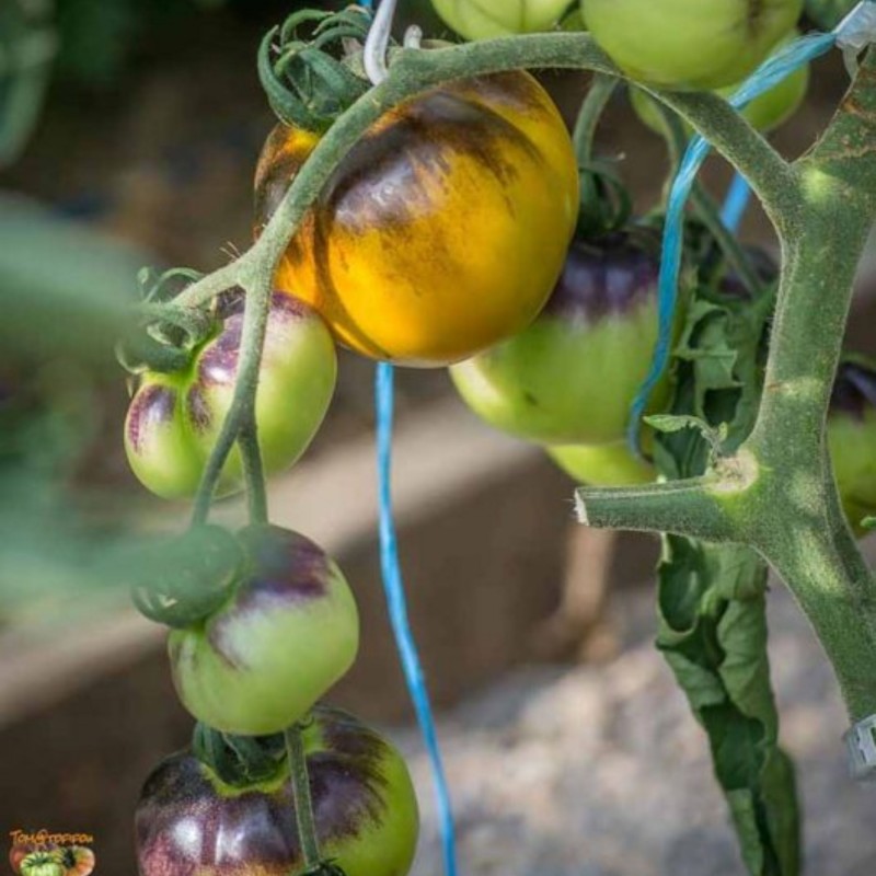 بذر گوجه فرنگی آبی سبز واگنر آمریکایی بسته 10 عددی