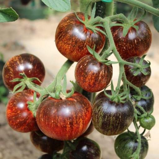 بذر گوجه فرنگی کهکشان تیره آمریکایی بسته 5 عددی