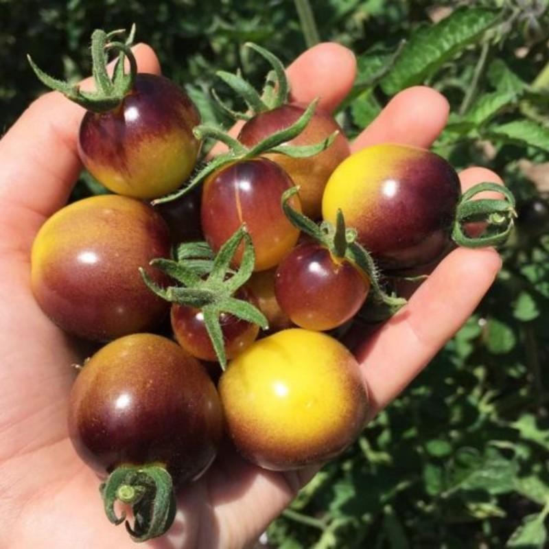 بذر گوجه فرنگی توت طلایی آبی آمریکایی بسته 10 عددی