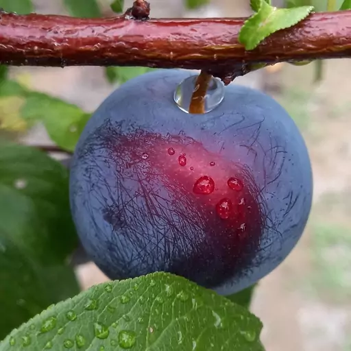 لواشک خانگی تهیه شده از بهترین میوه های ارگانیک و  کم نمک و سالم