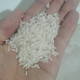 برنج طارم محلی عطری درجه یک 10 کیلویی