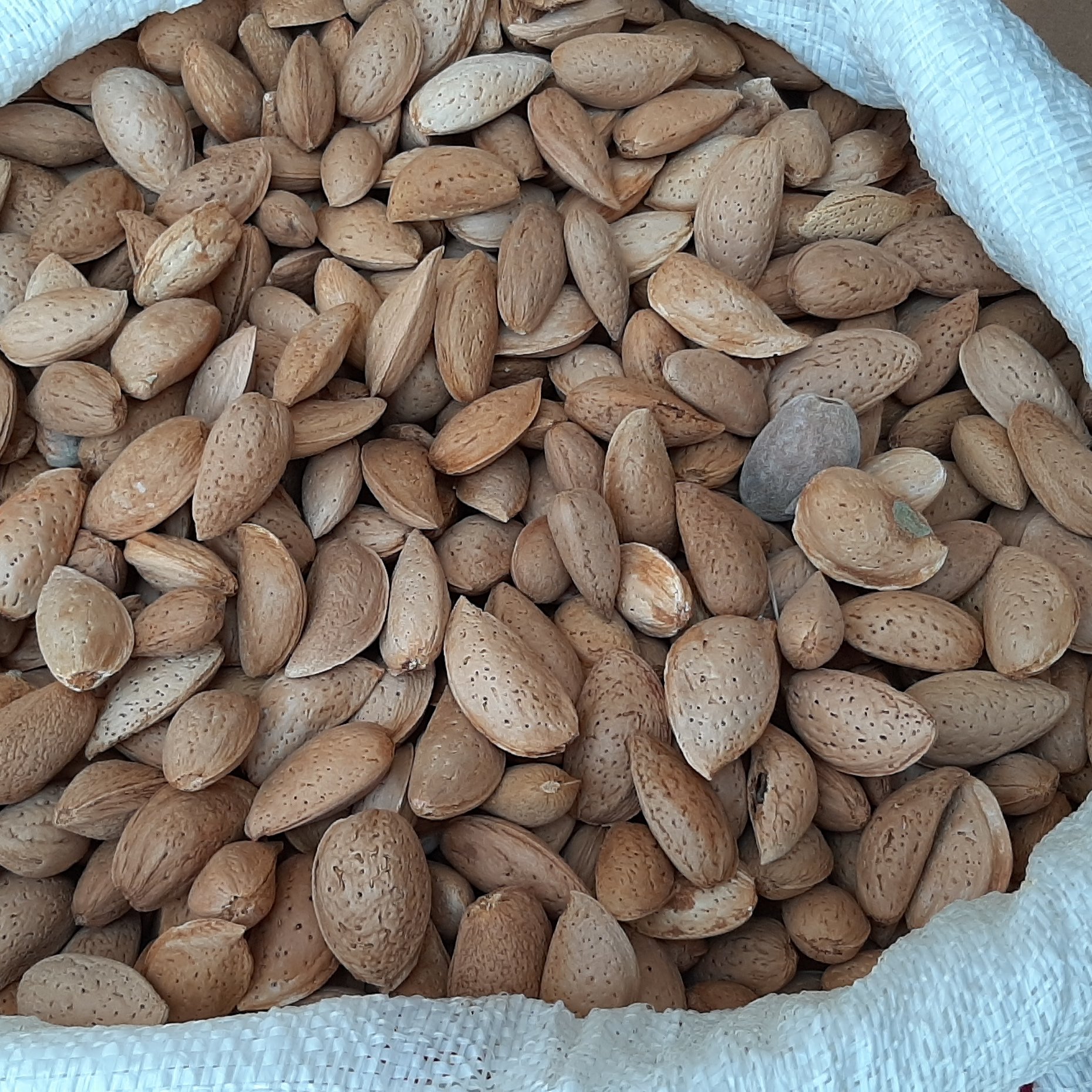 بادام سنگی اورگانیک (1کیلو گرم)