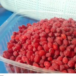 زرشک تازه  9 کیلویی در بسته های 500 گرمی