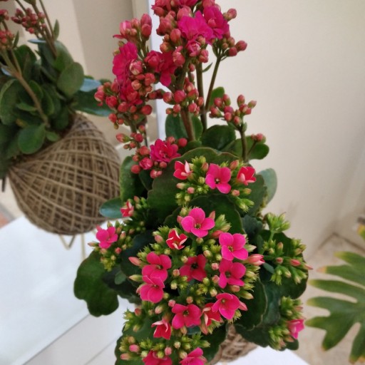 گلدان ژاپنی ، کوکداما کالانکوئه