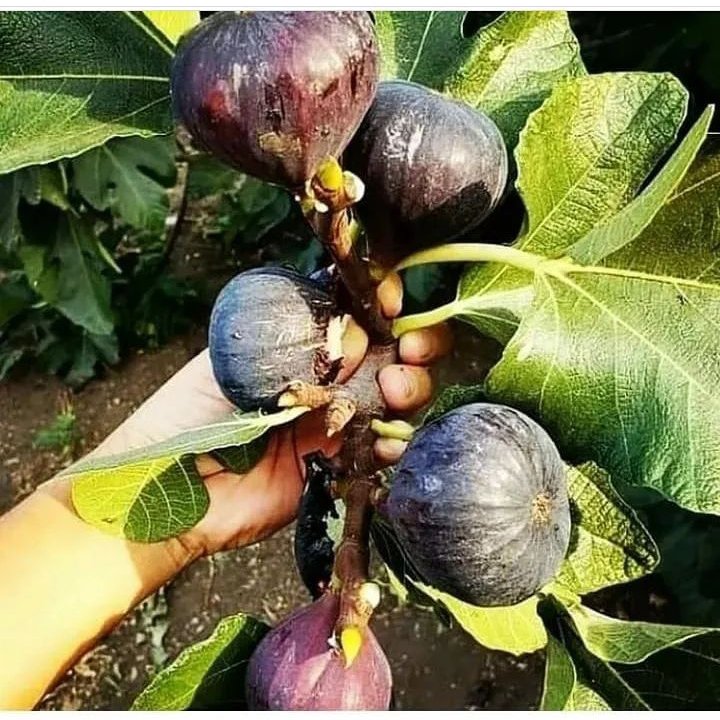 انجیر زردوسیاه(ارسال کمتر از 5 عدد امکان ندارد )