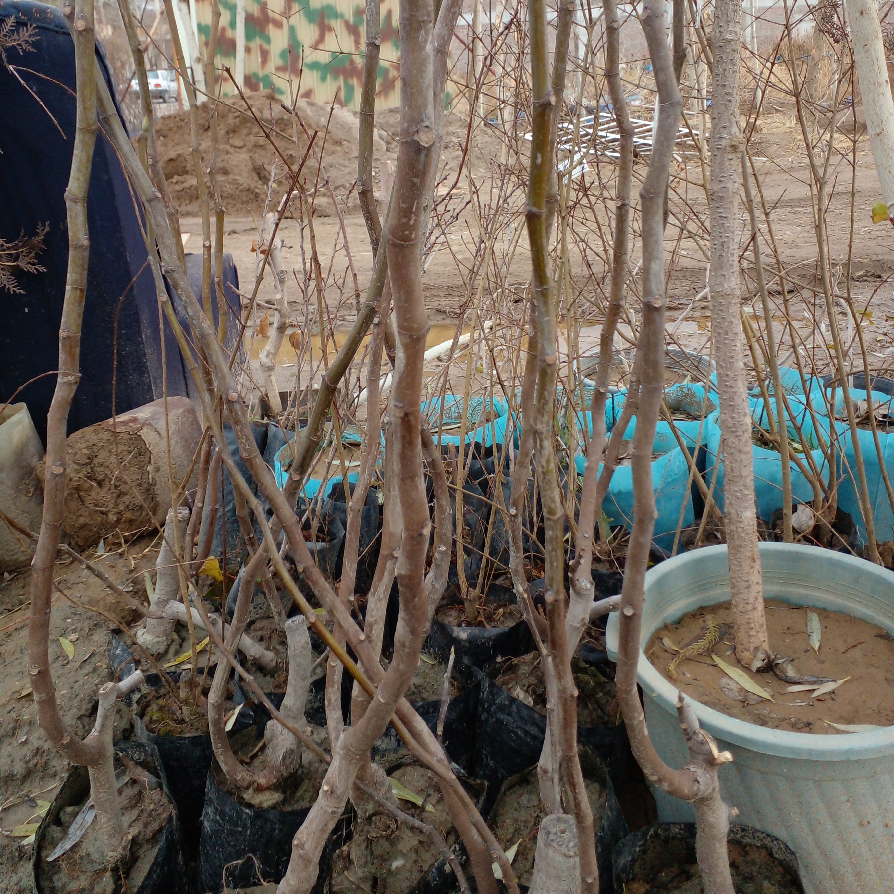 انجیر زردوسیاه(ارسال کمتر از 5 عدد امکان ندارد )