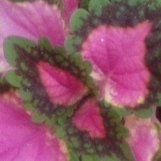 گل مخملی و زیبای حسن یوسف
