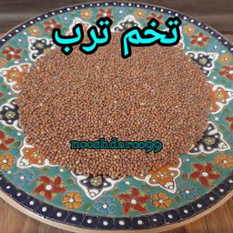 تخم ترب 1 کیلویی