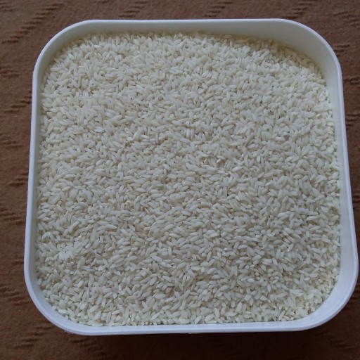 برنج محلی چمپا
