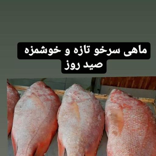 ماهی سرخو اصل بوشهر هست قیمت هر کیلو