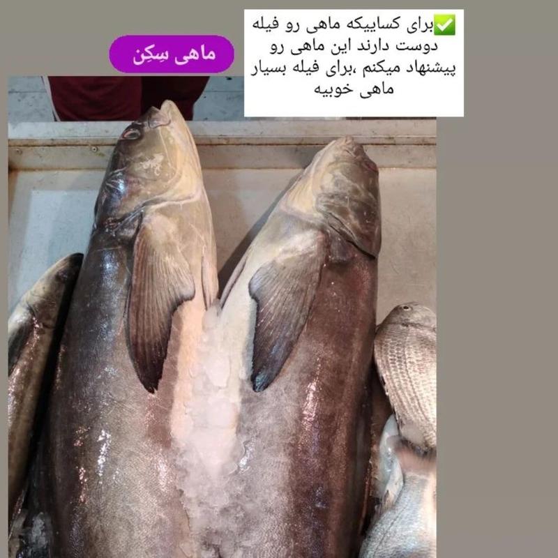 ماهی سکن صید روز ،یک ماهی گوشتی و اعلا