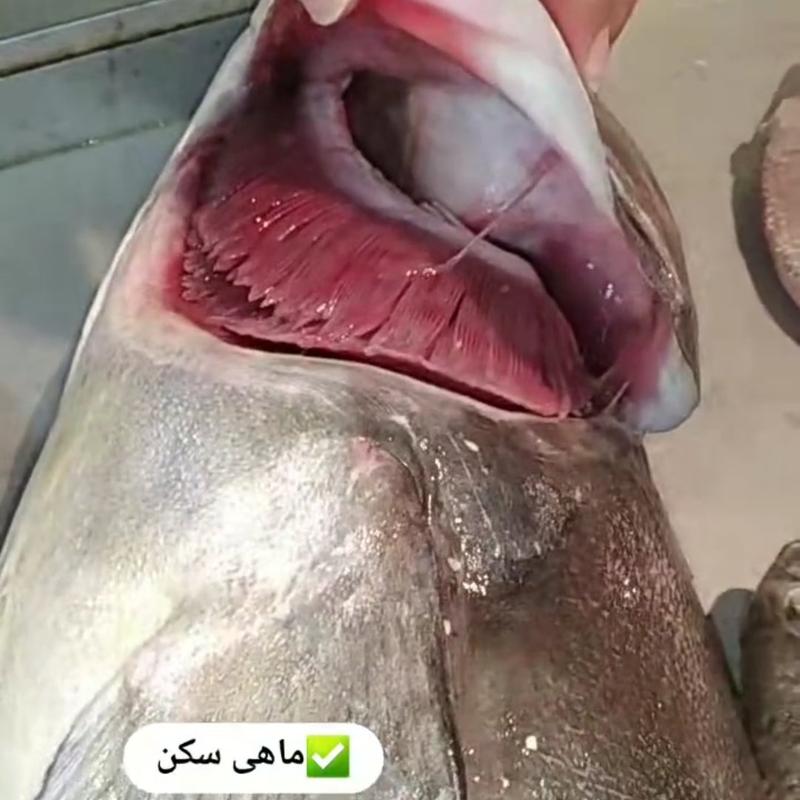 ماهی سکن صید روز ،یک ماهی گوشتی و اعلا