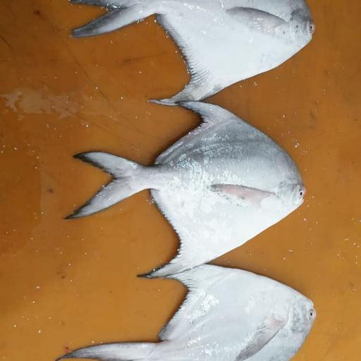 ماهی حلواسفید(زبیدی) در سه سایز مختلف موجود می باشد