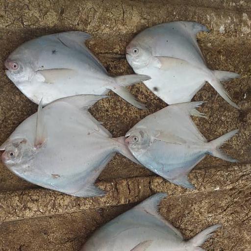 ماهی حلواسفید(زبیدی) در سه سایز مختلف موجود می باشد