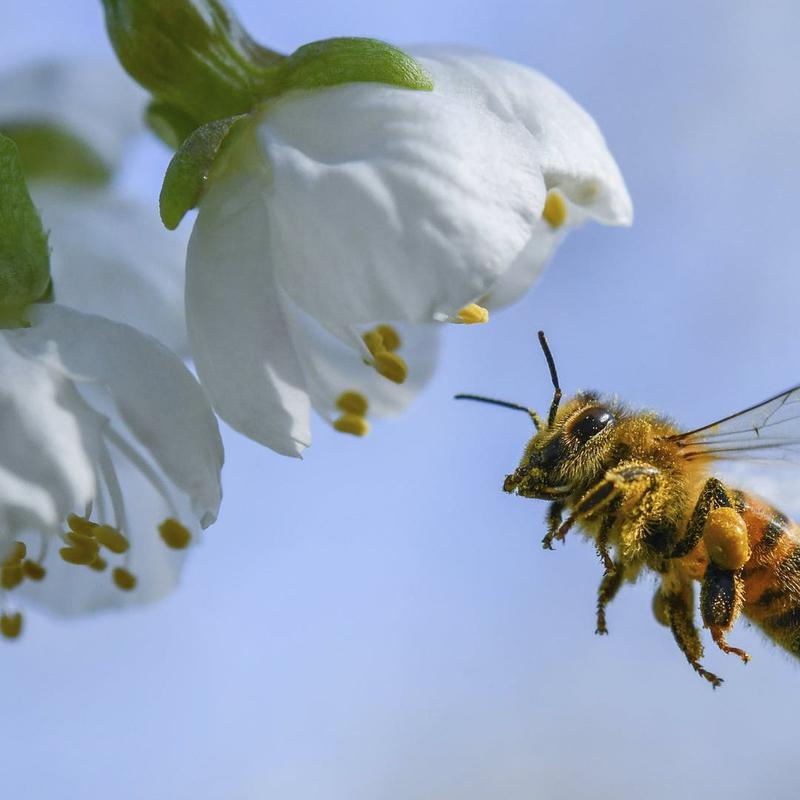 عسل طبیعی چند گیاه (عسل چند گل)