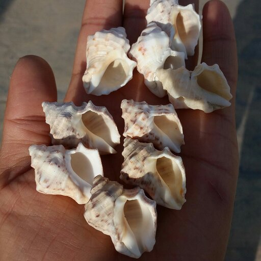 صدف مورکس دریای خلیج فارس سایز متوسط
صد در صد طبیعی
شاهکار خلقت
کاملا تمیز بدون بو
مختص کارهای تزئینی و ساخت زیور آلات 
