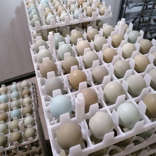 تخم قرقاول بسته بندی 6 تایی مدل هایپرمارکتی