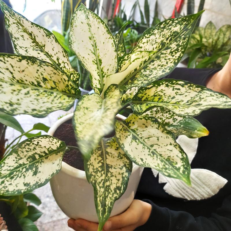 اکلونما برفی
این گیاه در کشور چین نشانه خوش شانسی است و محبوبیت زیادی دارد.