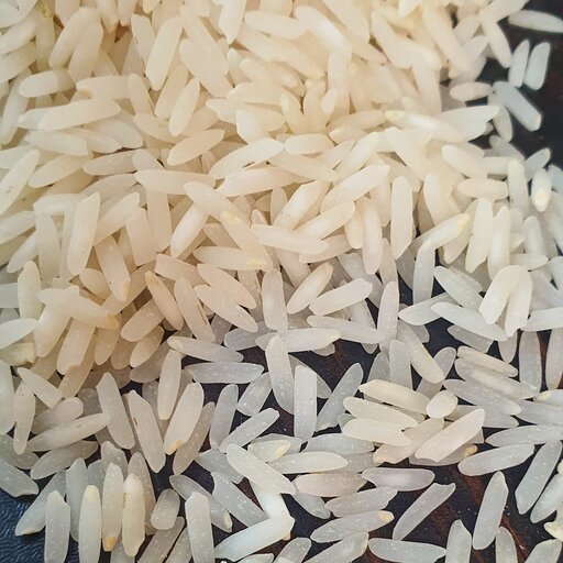 برنج طارم استخوانی (ندا) محصولی از شالیزارهای شمال کشور