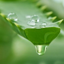 روغن آلوئه ورا  نیم لیتری آلویه ورا