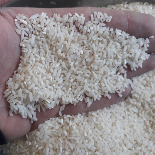 برنج سرلاشه طارم فریدونکنار ( 5 کیلویی ) ارسال رایگان