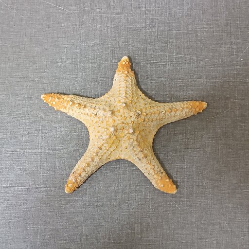 ستاره دریایی f21