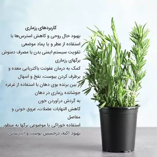 گیاهان دارویی مجموعه گلدان رزماری 4 عددی - سفارش و خرید آنلاین گلدان گیاه دارویی