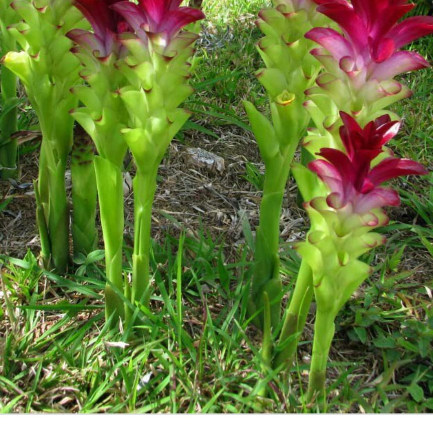 روغن زردچوبه