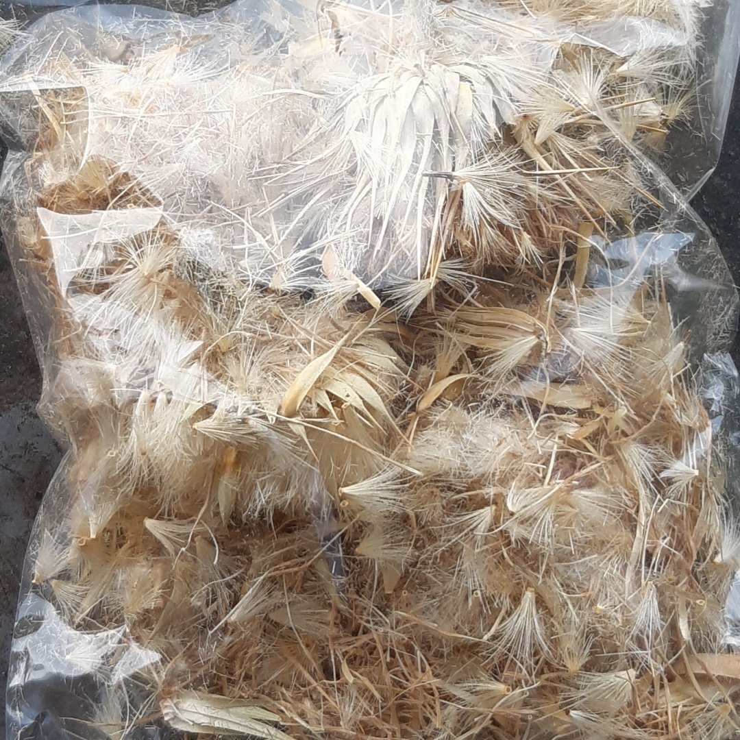 خار مریم 40گرمی