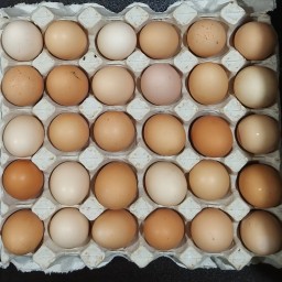 یک شانه تخم مرغ رسمی محلی بارفروش