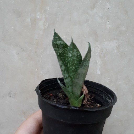 گیاه اپارتمانی سانسوریا پایه کوتاه سبز سایز کوچک (sansevieria plant)