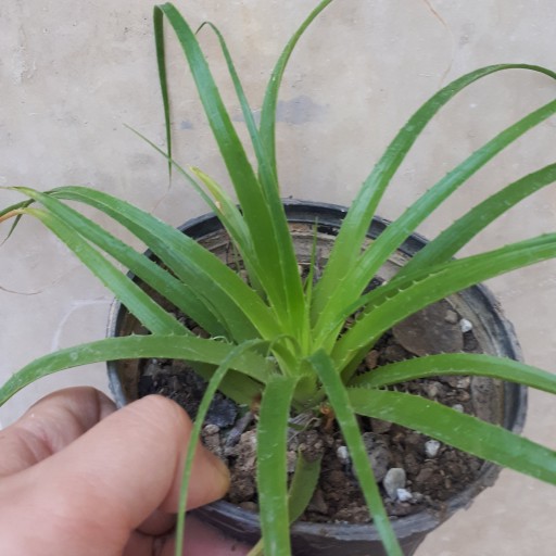 گیاه آپارتمانی هچتیا (آگاو لیندا) سایز کوچک(agave plant)