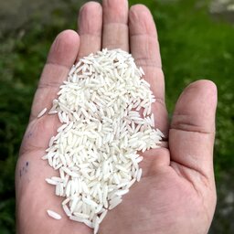برنج هاشمی اشرافی  خالص سورت شده و درجه یک  فروش عمده هر کیلو 106