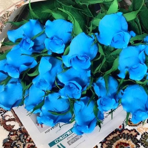 گل رز آبی بلندر