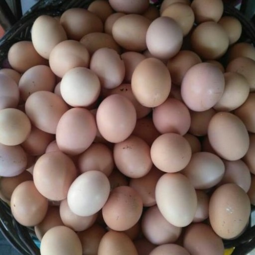تخم مرغ بومی (محلی) 30تایی ارسال با ترمینال 