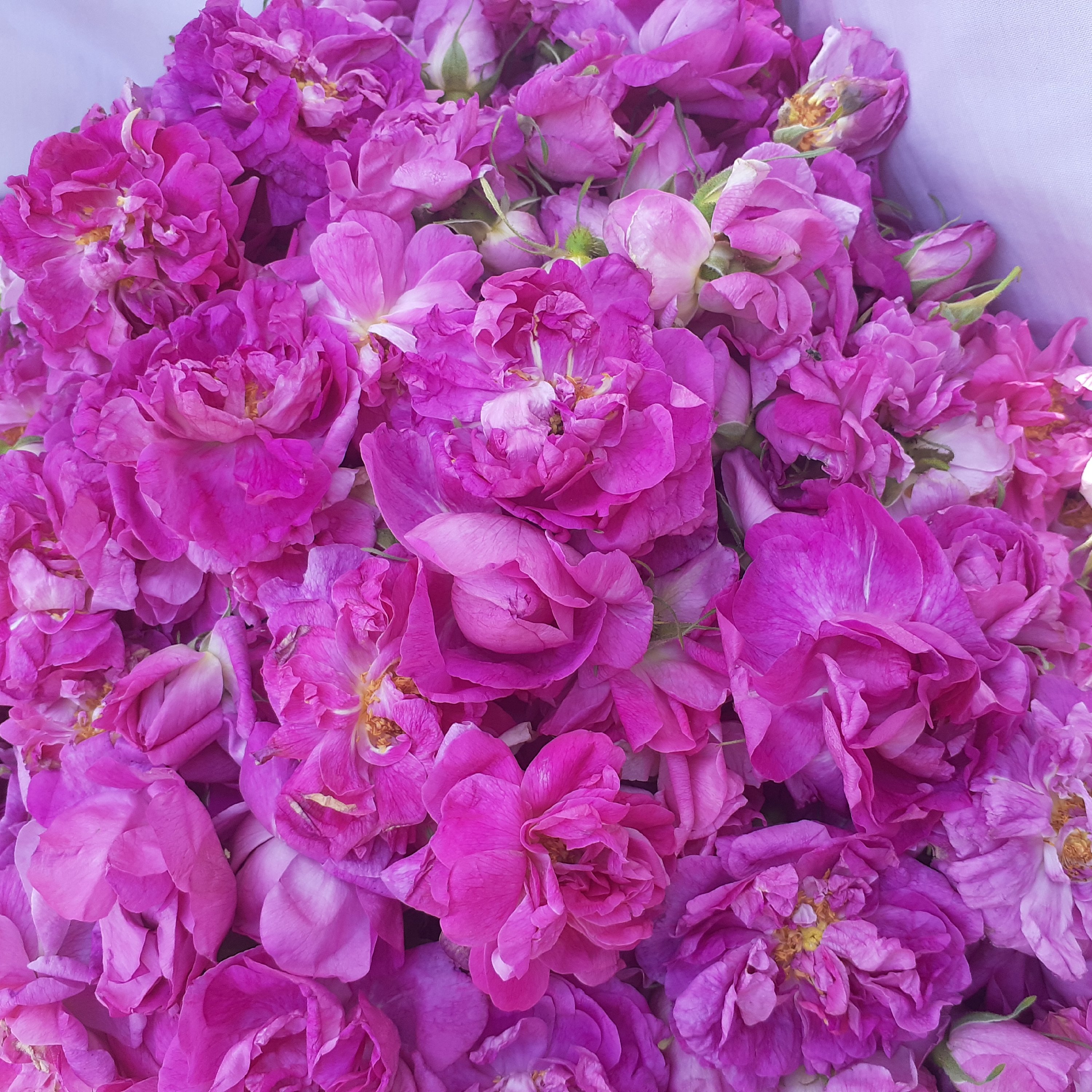 شربت گل محمدی( 1 لیتری)