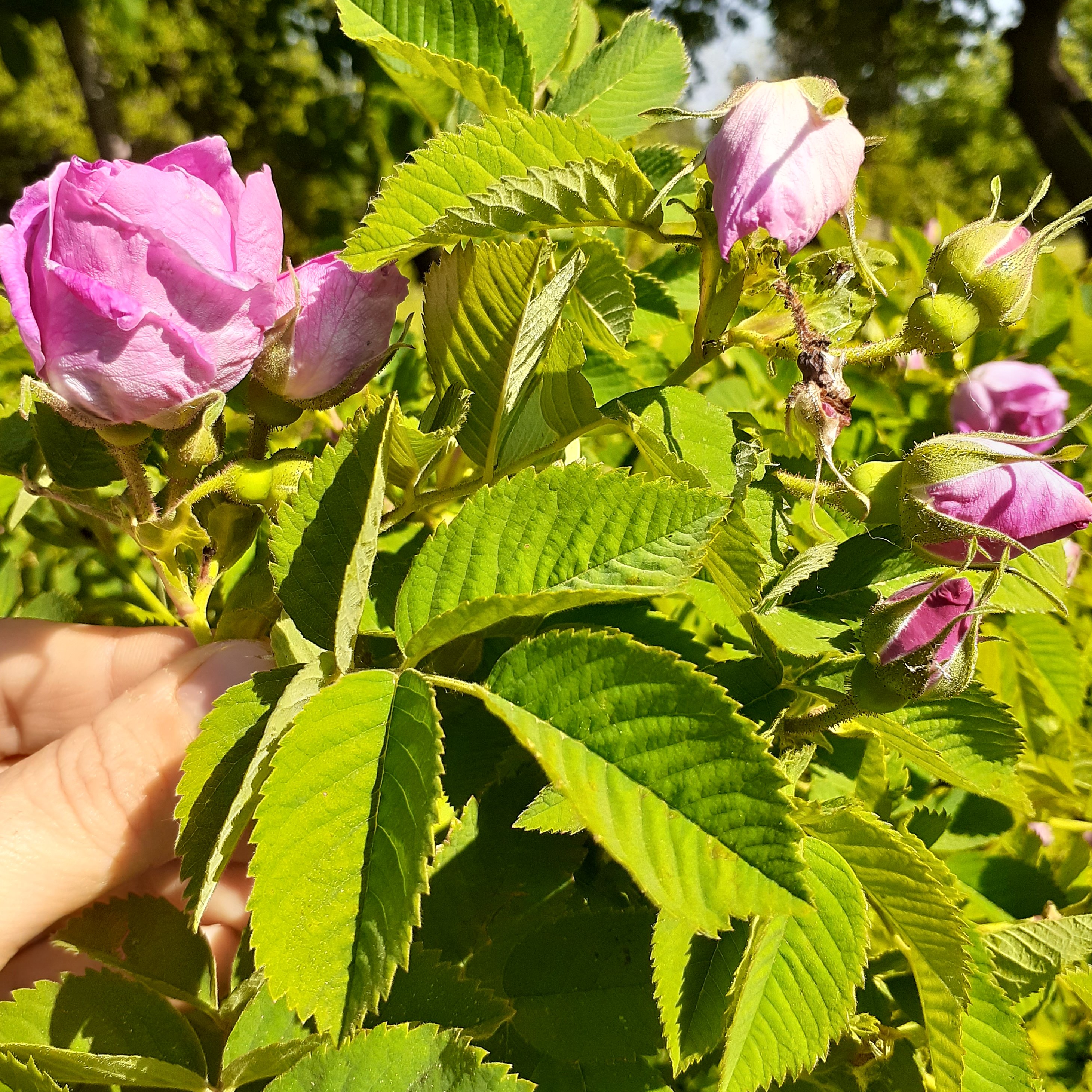 شربت گل محمدی( 1 لیتری)